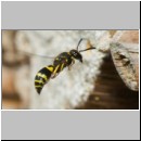 Ancistrocerus nigricornis - Lehmwespe 20c am IH.jpg